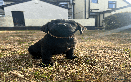 Labrador Retriever dogs for sale: Labrador Puppies  - Image 12