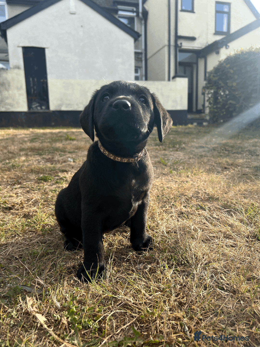 Labrador Retriever dogs for sale: Labrador Puppies  - Image 12
