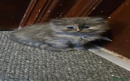 Ragdoll cats for sale: Ragdoll Kittens For Sale - Image 27