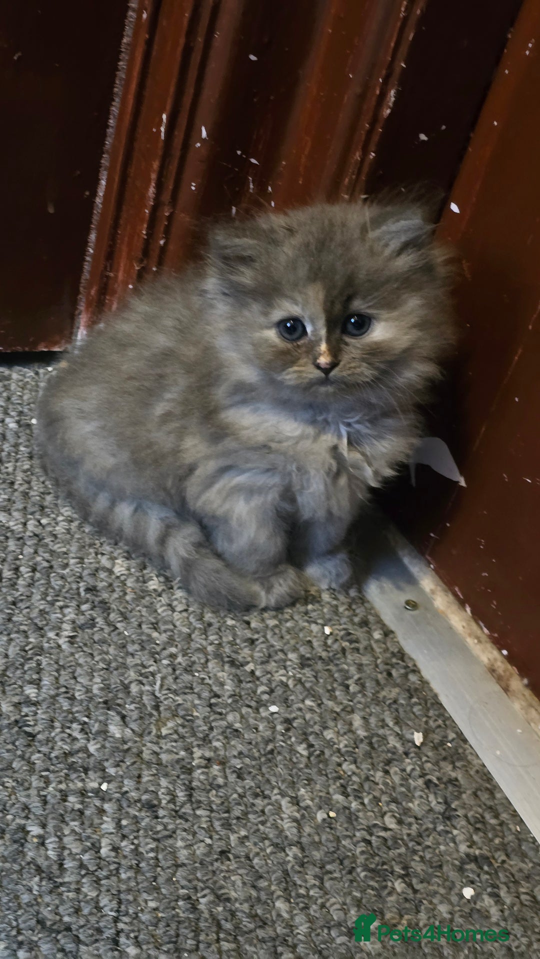 Ragdoll cats for sale: Ragdoll Kittens For Sale - Image 27