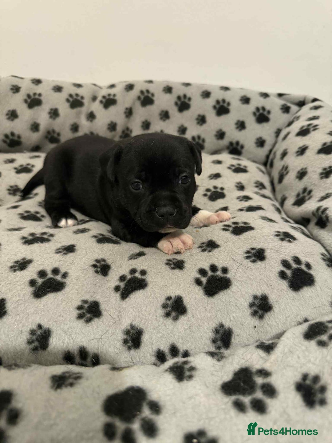 Staffordshire Bull Terrier dogs for sale: Champion lines Staffordshire Bull terrier puppies - Image 17