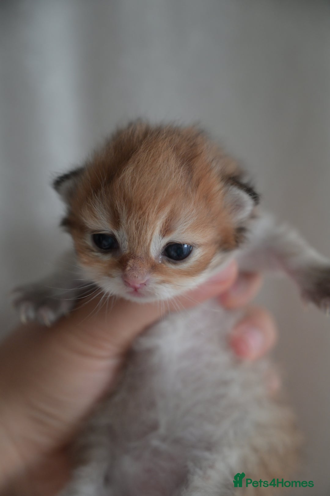 British Shorthair cats for sale: Golden Shaded Kittens WCF & TICA Registered - Image 21