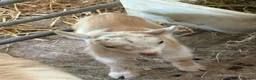 Goats livestock for sale: Gorgeous Pygmy Billy  - Advert 6