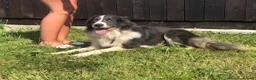 Border Collie dogs for sale: Border Collie Puppies - Advert 5