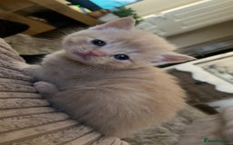 Domestic Shorthair cats for sale: Cream kittens  - Image 4