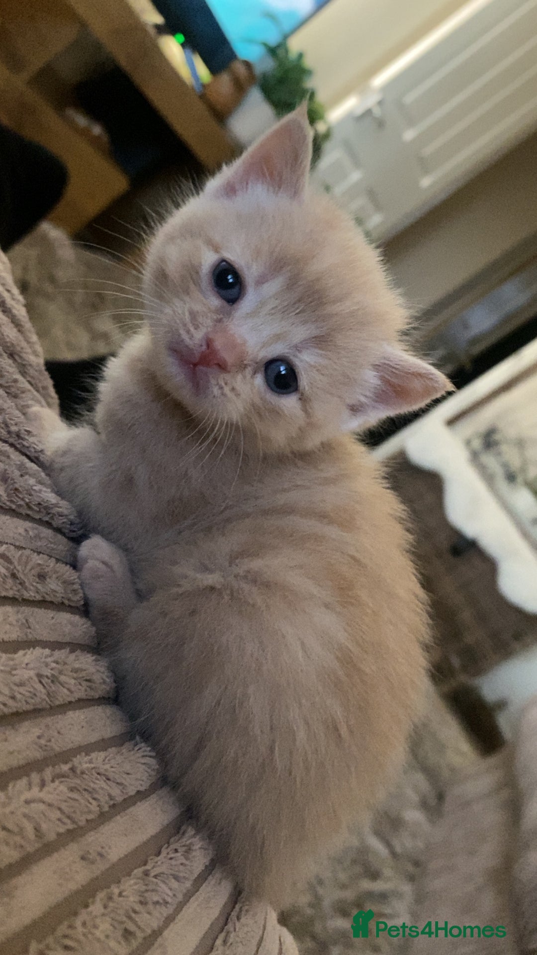 Domestic Shorthair cats for sale: Cream kittens  - Image 4