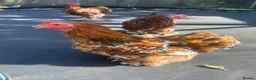 Chickens poultry for sale: X3 bantam cockerals - Advert 2