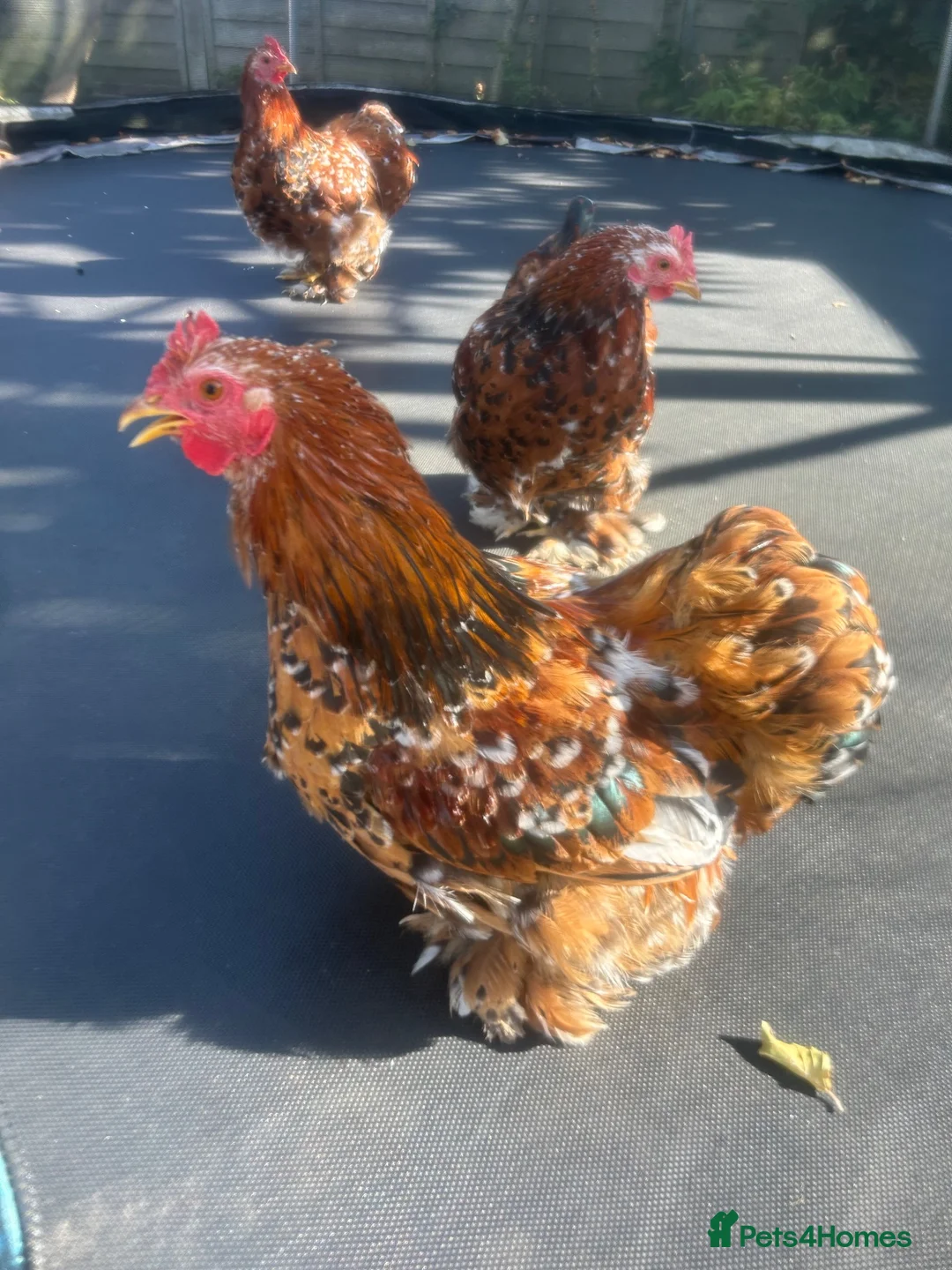 Chickens poultry for sale: X3 bantam cockerals - Advert 2