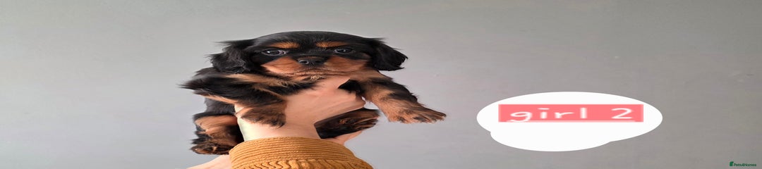 Cavalier King Charles Spaniel Puppy 2