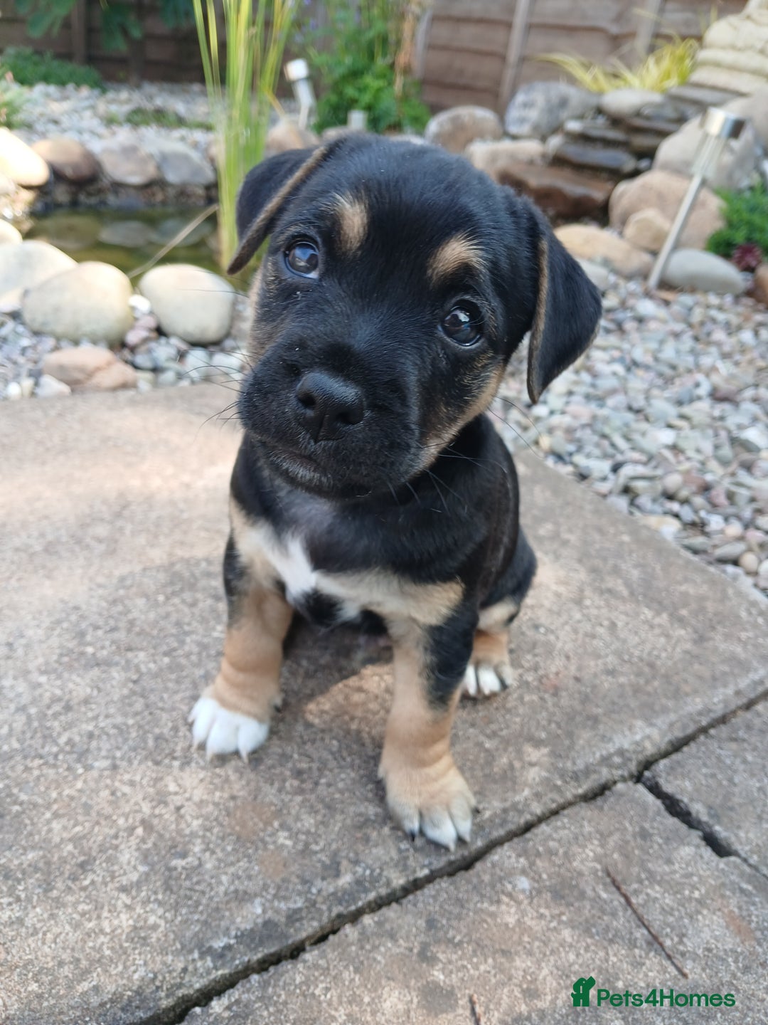 Jack Russell dogs for sale: Jack Russell/Pug puppies  - Image 8