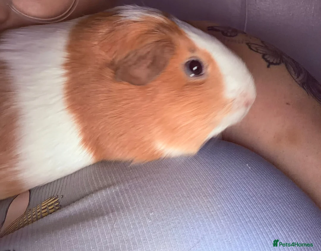 Guinea Pig rodents for sale: Female Guinea Pigs in Swindon - Advert 1