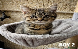 Mixed Breed cats for sale: Adorable kittens  - Image 2