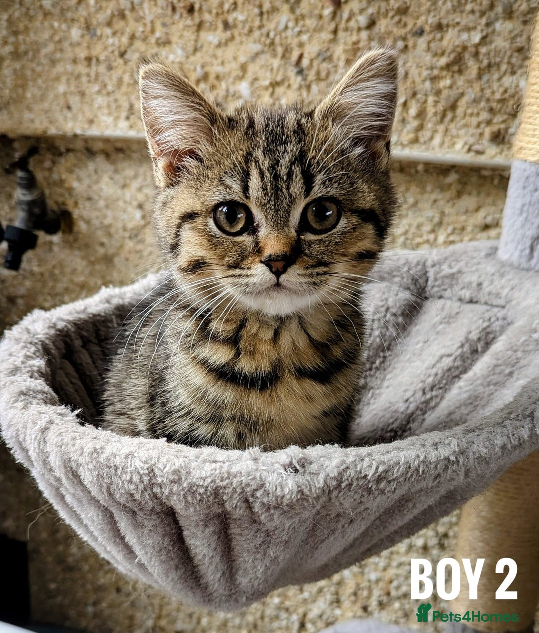 Mixed Breed cats for sale: Adorable kittens  - Image 2