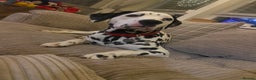 Dalmatian dogs for sale: 10 month old dalmation  - Advert 3