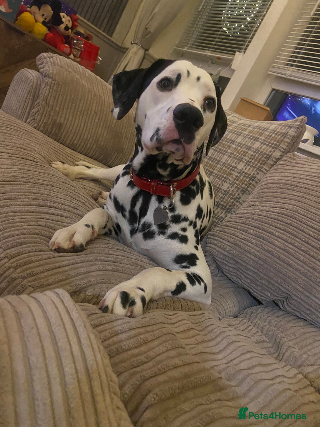 Dalmatian dogs for sale: 10 month old dalmation  - Advert 3