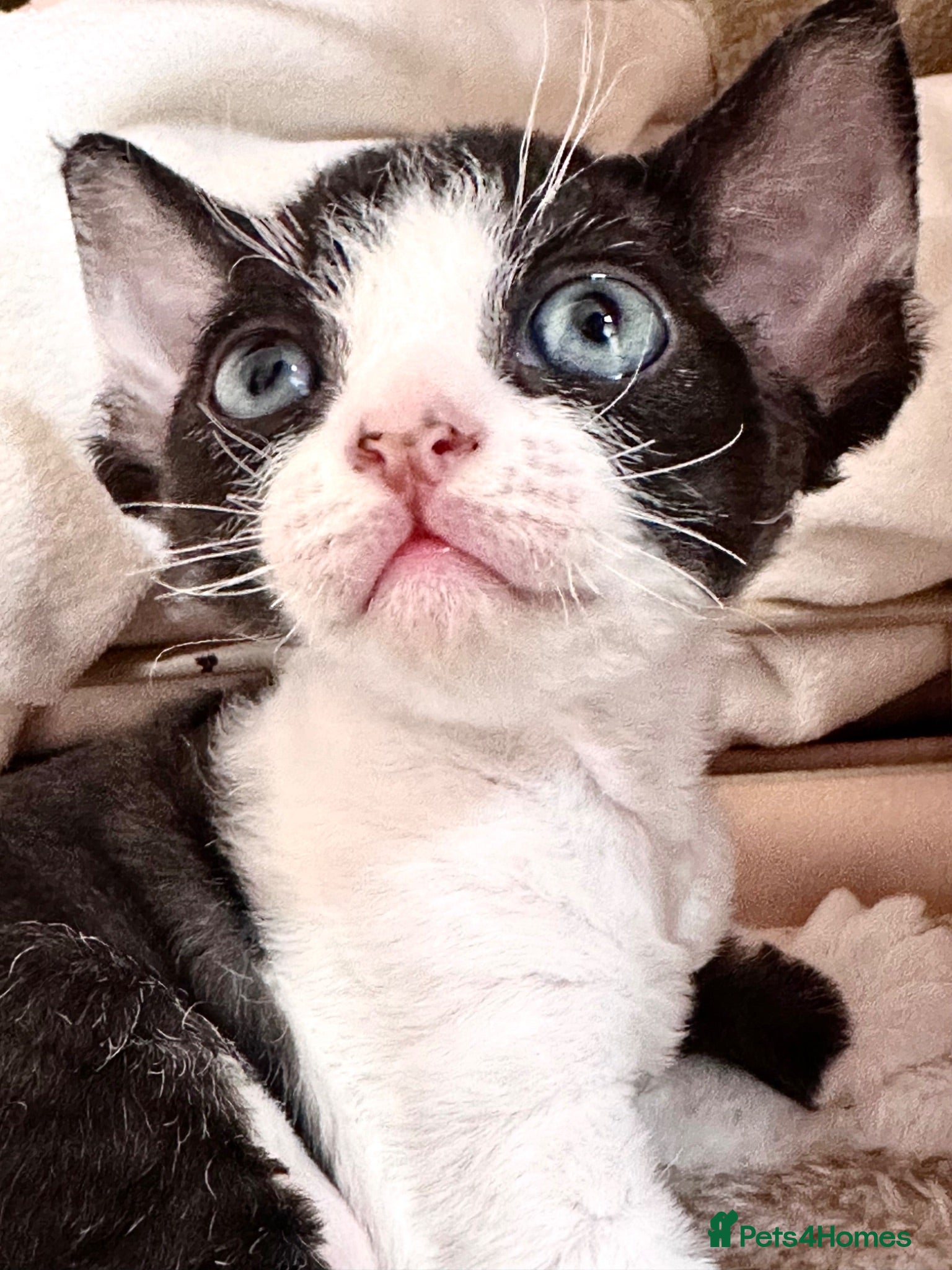 Devon Rex cats Beautiful Devon Rex kittens ❤️❤️❤️ - Advert 8