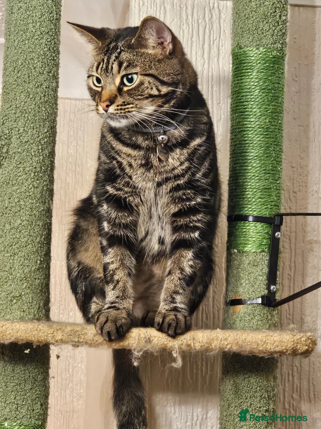 Mixed Breed cats for sale: Merlin  - Advert 1