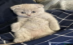 Scottish Fold cats for sale: Very Friendly Kittens, Pedigree Scottish Fold  - Image 4