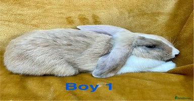 Mini Lop rabbits - Advert 4