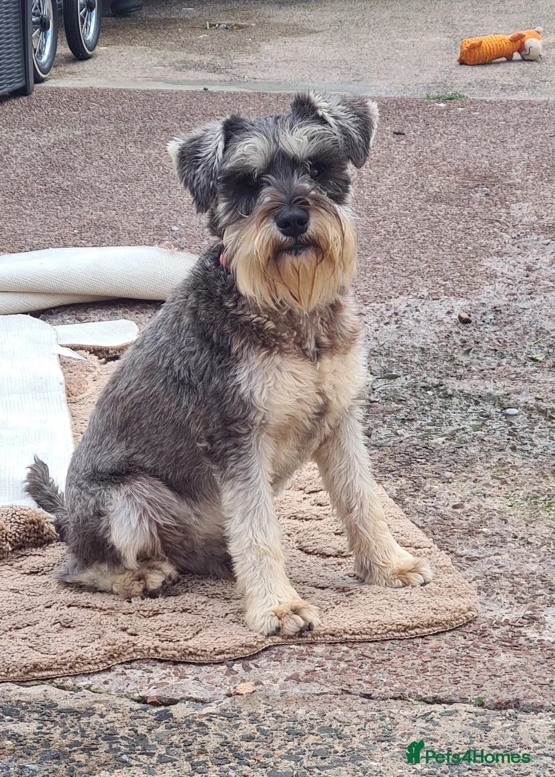 Miniature Schnauzer dogs for stud: PROVEN KC Miniature schnauzer stud  in Edinburgh - Advert 5