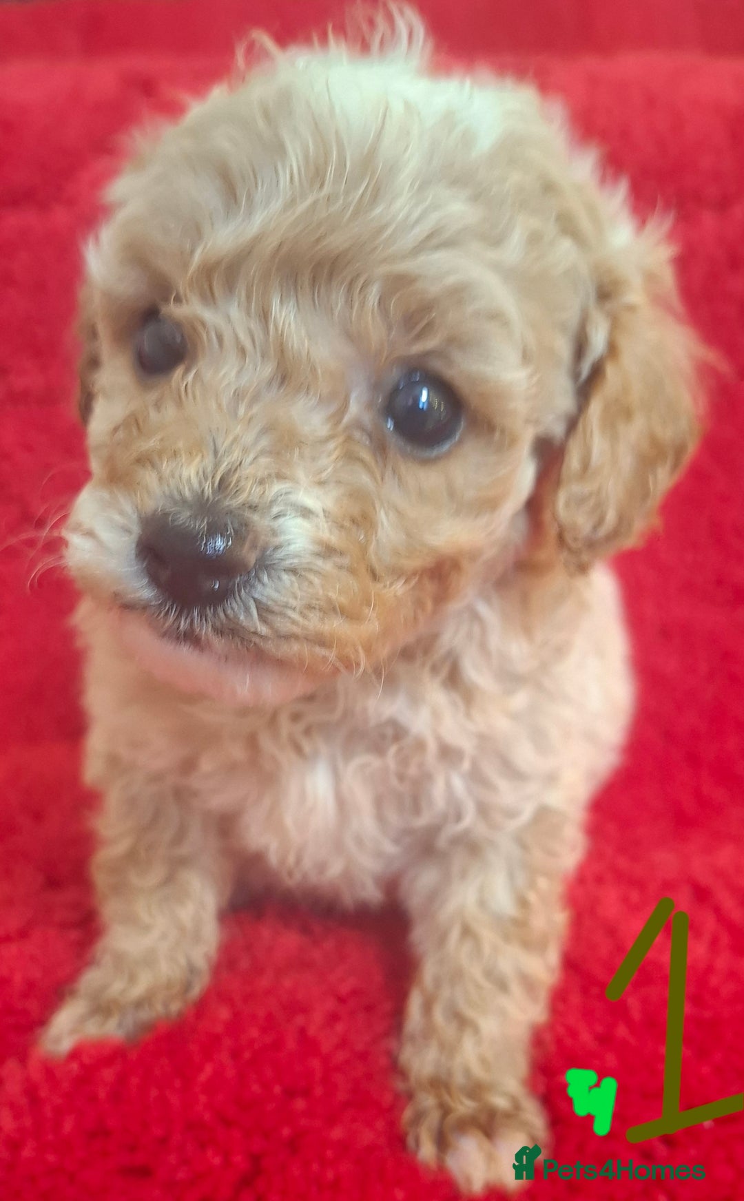 Cavapoo dogs for sale: Cavapoo puppies 🐶  - Advert 5
