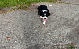 Border Collie dogs for sale: Border collie puppies for sale - Image 7