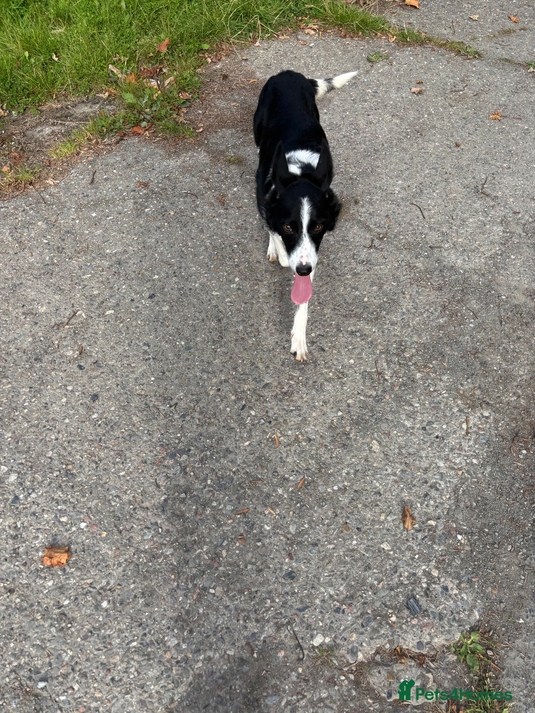 Border Collie dogs for sale: Border collie puppies for sale - Image 7