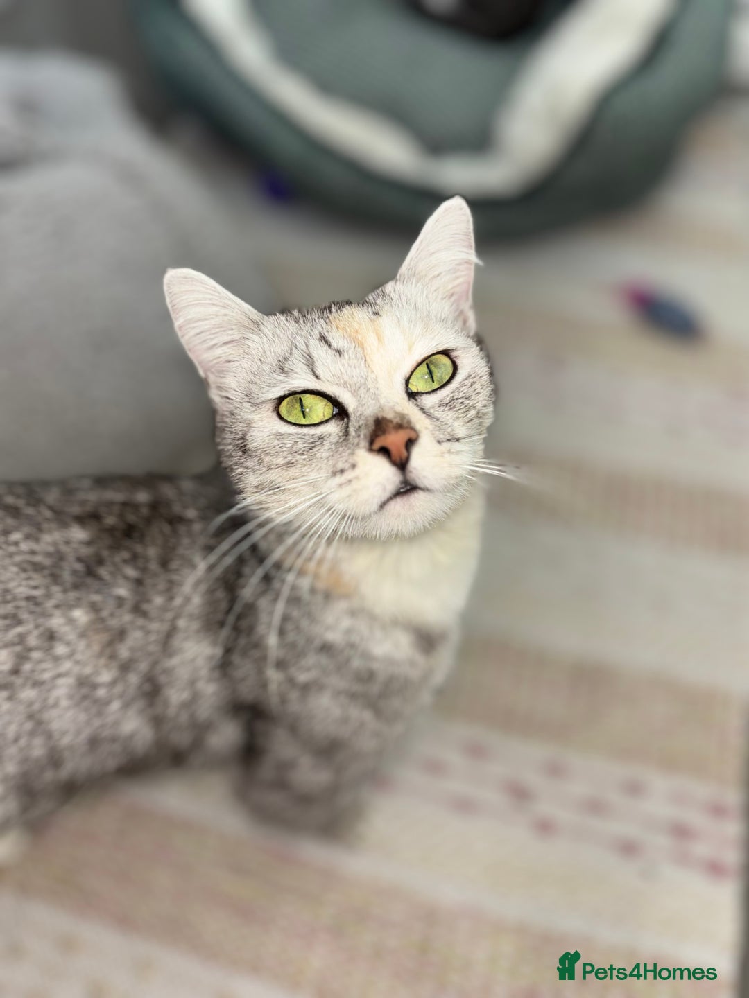 Scottish Fold cats for sale: Adorable Scottish Straight Kittens 💞 - Image 13