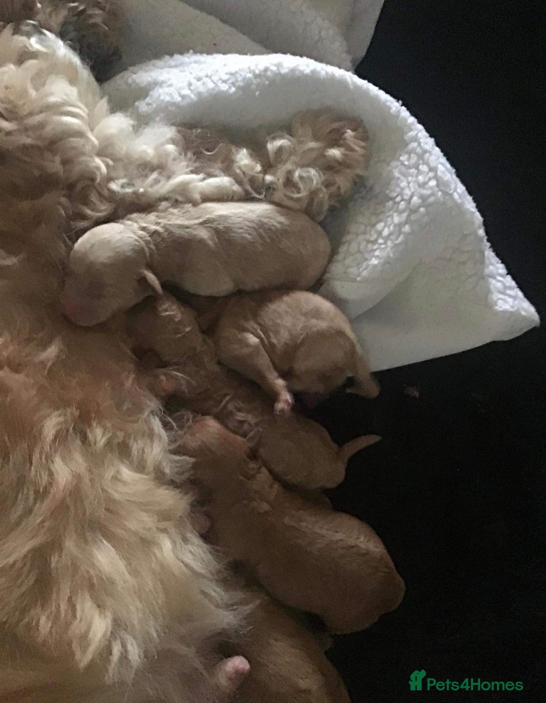 Toy Poodle dogs for stud: Kc health tested toy poodle for stud in Torpoint - Advert 18