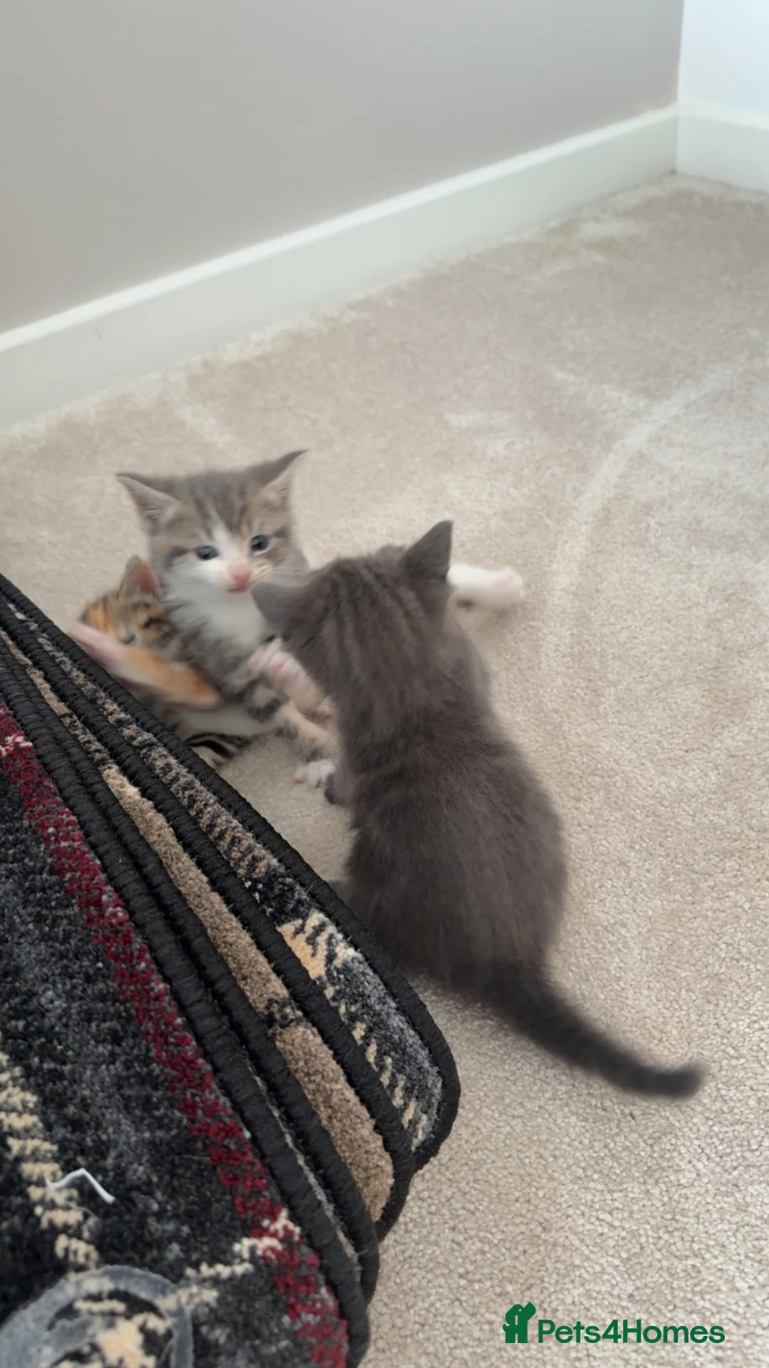 Domestic Shorthair cats for sale: Kittens - Advert 1