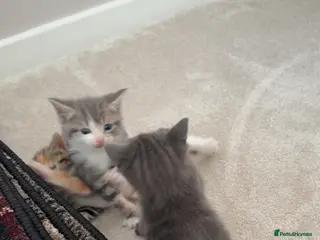 Domestic Shorthair cats Kittens - Advert 1
