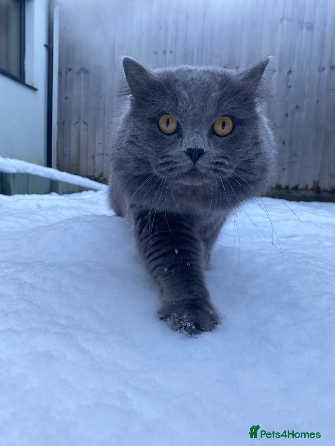 British Shorthair cats for sale: British blue shorthair x British blue long hair  - Advert 2