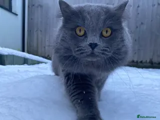 British Shorthair cats British blue shorthair x British blue long hair - Advert 2