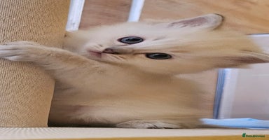 Ragdoll cats - Advert 10