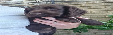 Cocker Spaniel 4