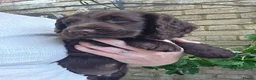 Cocker Spaniel dogs for sale: 4 working cocker spaniel puppies  in Tetbury - Advert 10