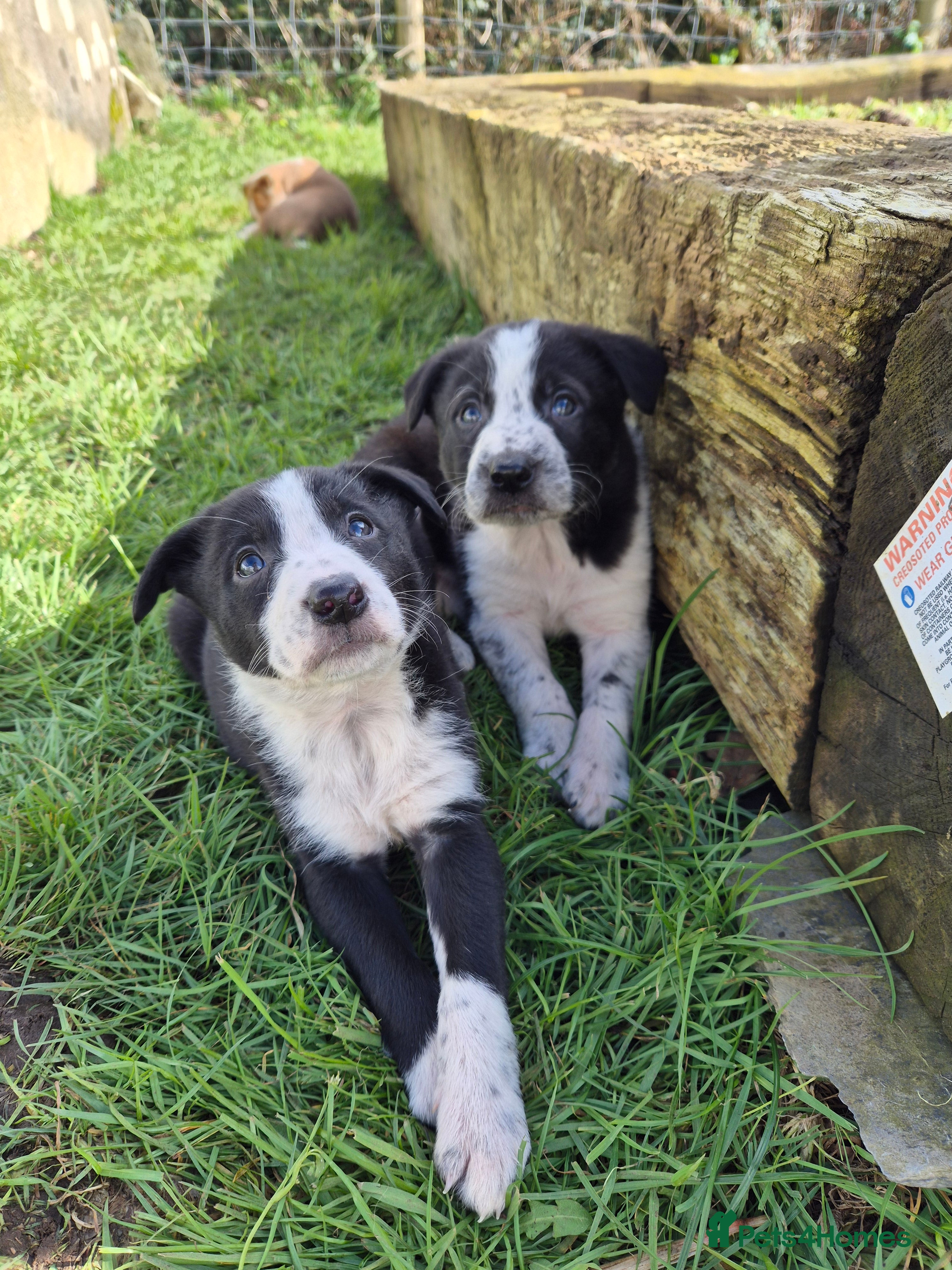 Mixed Breed dogs Gorgeous border collie cross puppies  - Advert 15