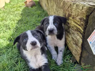 Mixed Breed dogs Gorgeous border collie cross puppies - Advert 15