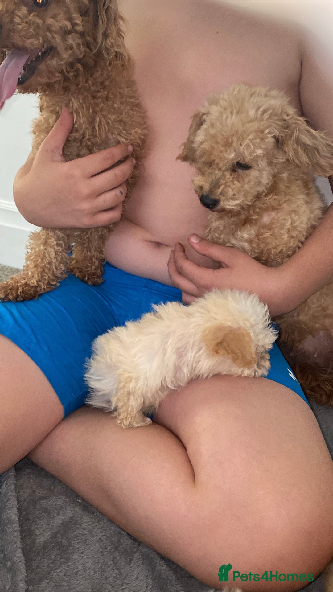 Poochon dogs for sale: Poochon puppy’s  - Image 10
