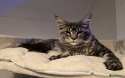 Maine Coon cats for sale: Male 1 Siberian/Maine Coon & 1 Maine Coon  - Advert 4