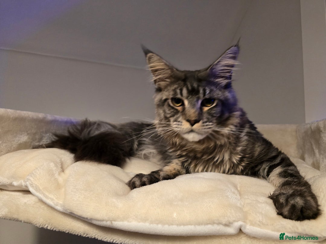 Maine Coon cats for sale: Male 1 Siberian/Maine Coon & 1 Maine Coon  - Advert 4