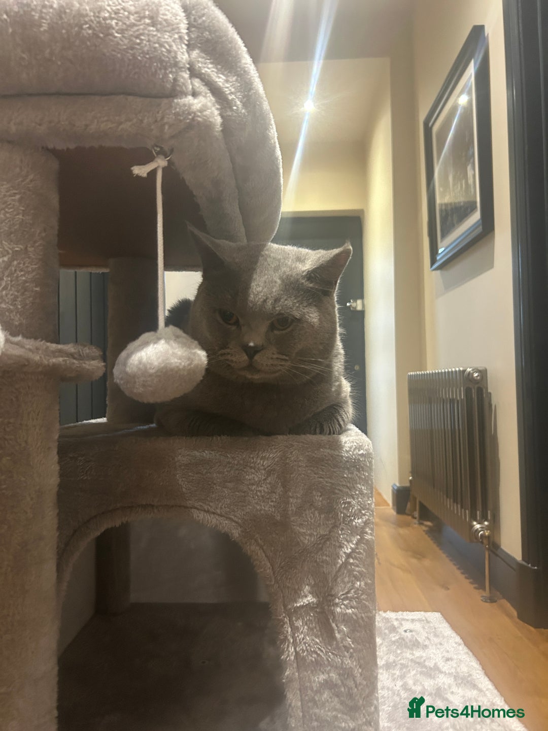 British Shorthair cats for sale: 2 x British Shorthair Cats GCCF BLH - Image 3