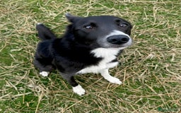 Border Collie dogs for sale: Smooth coated neutered male Border Collie - Image 1