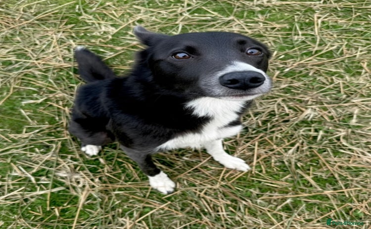 Border Collie dogs - Advert 1