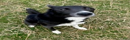 Border Collie dogs for sale: Smooth coated neutered male Border Collie - Advert 1
