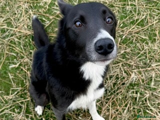 Border Collie dogs - Advert 2