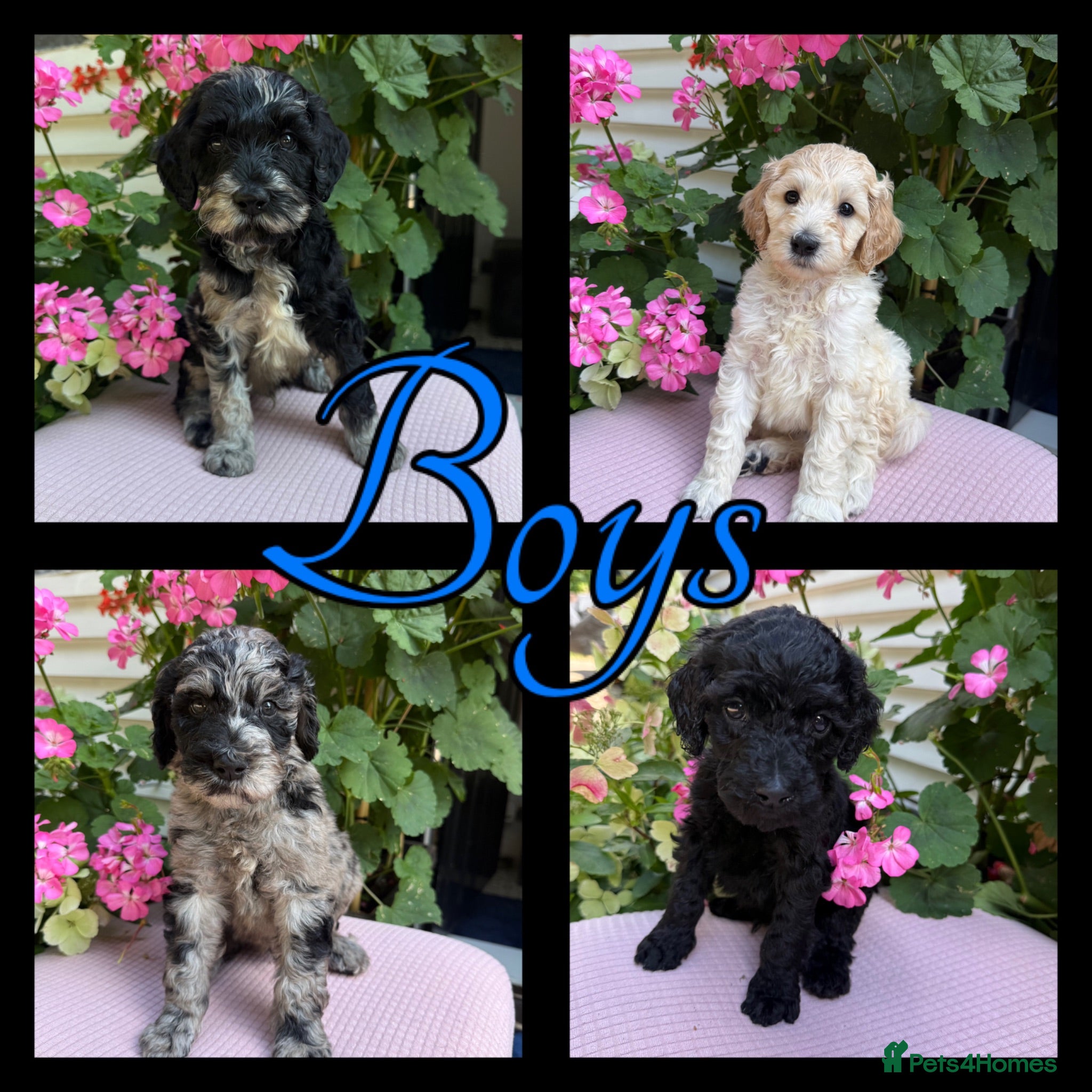 Labradoodle dogs 🌈 THERAPY/ASSISTANCE PUPS🌈PROVEN🌈 - Advert 1