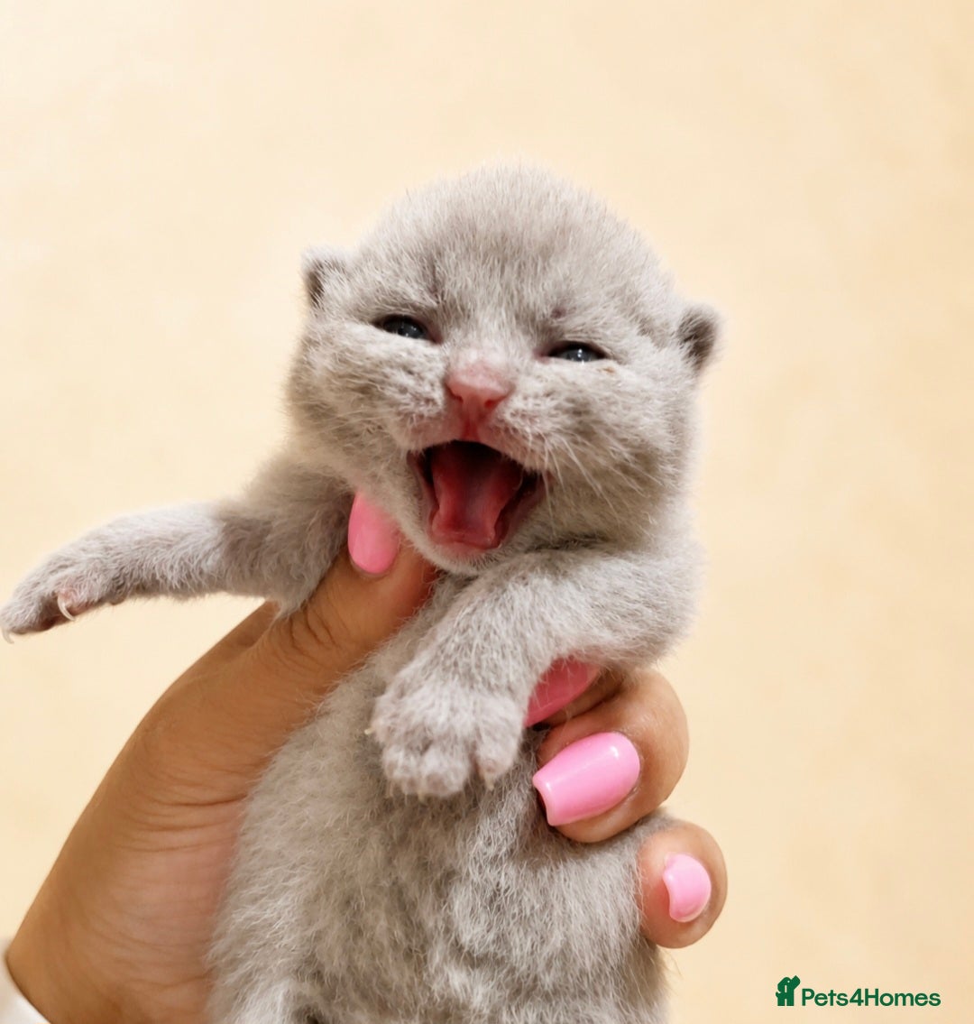 British Shorthair cats Exceptional quality British shorthair kittens  - Advert 4