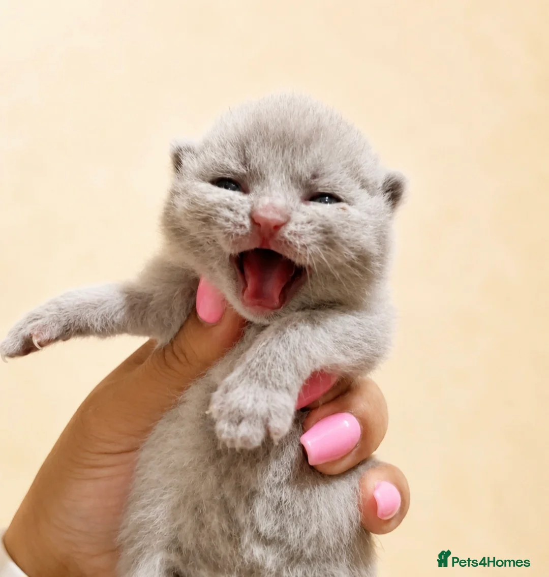 British Shorthair cats for sale: Exceptional quality British shorthair kittens  - Advert 2