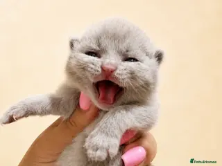 British Shorthair cats Exceptional quality British shorthair kittens - Advert 4